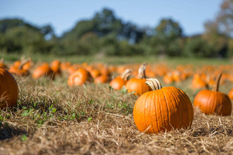 A pumpkin in a pumpkin patch